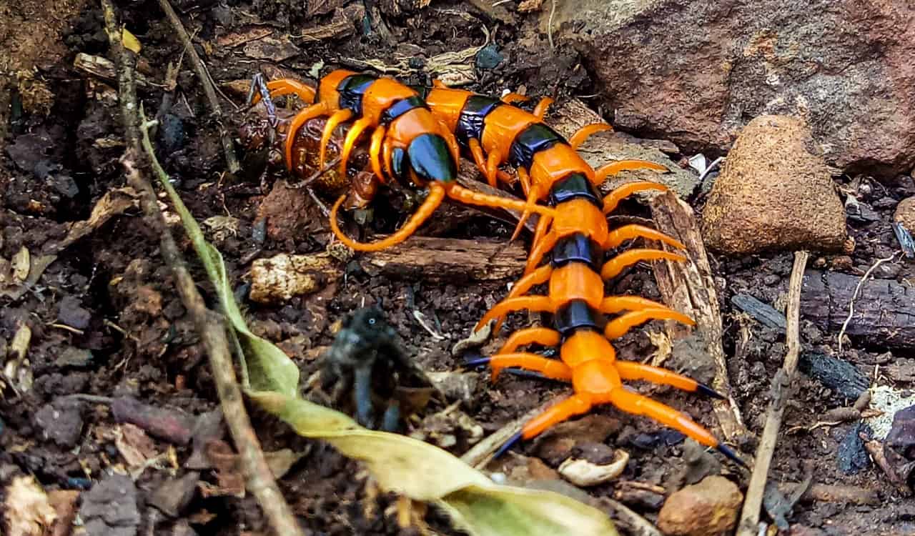 The World&#8217;s Creepiest Insects That Will Make Anybody&#8217;s Skin Crawl