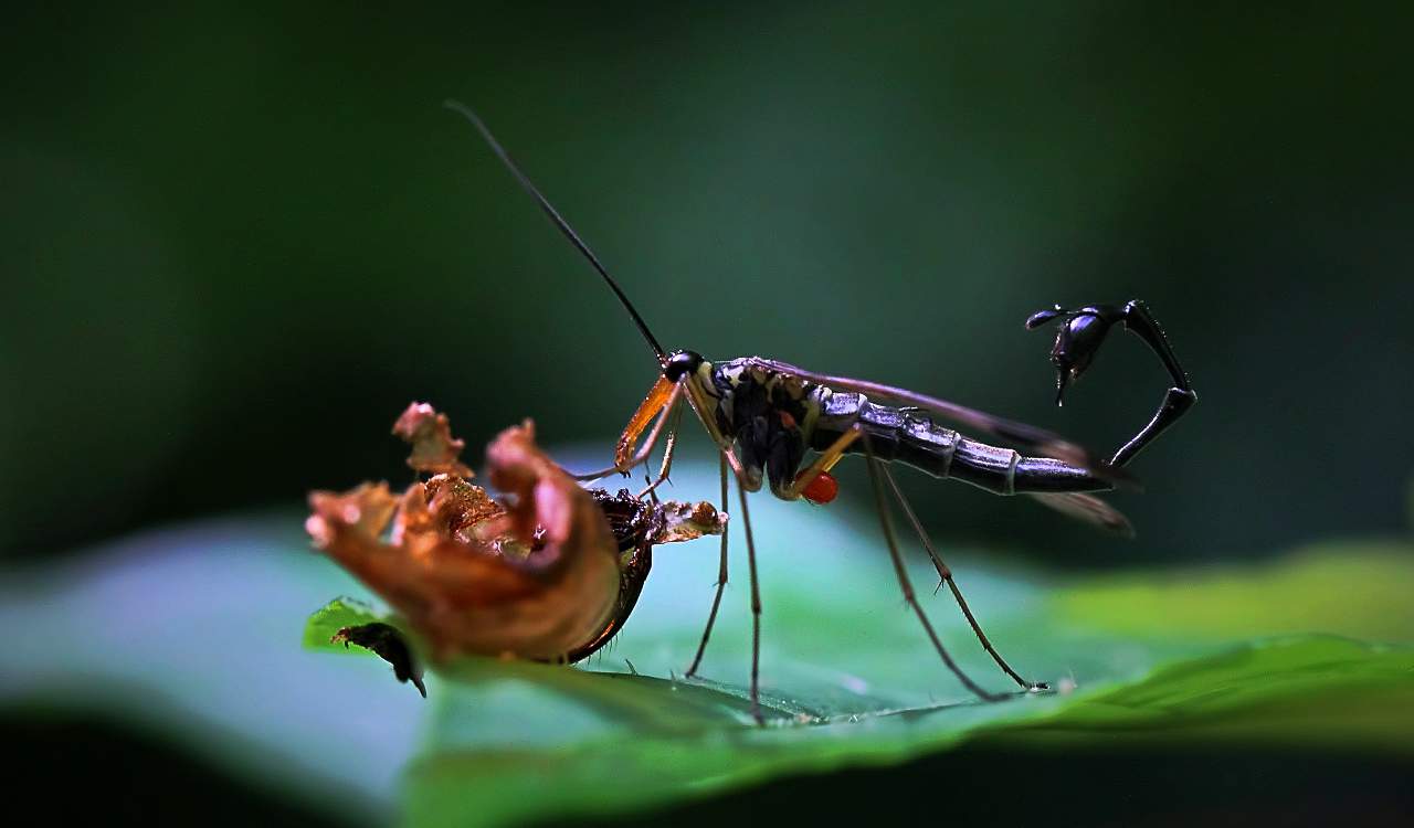 The World&#8217;s Creepiest Insects That Will Make Anybody&#8217;s Skin Crawl