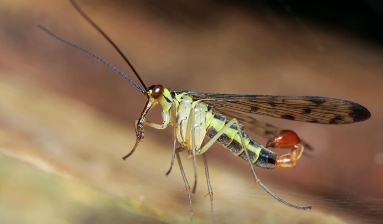 The World&#8217;s Creepiest Insects That Will Make Anybody&#8217;s Skin Crawl