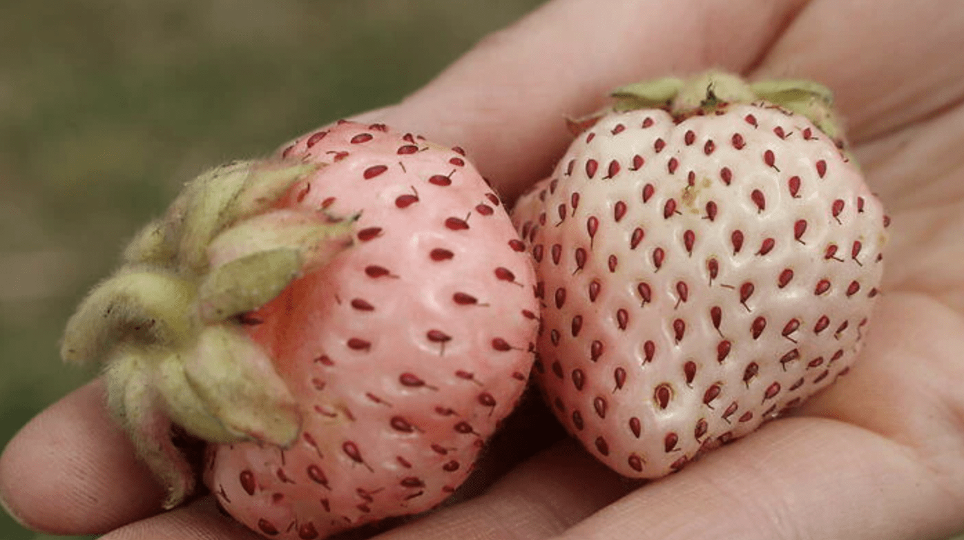 Humans Interfered With Nature And Now This Is What Fruits &#038; Vegetables Look Like