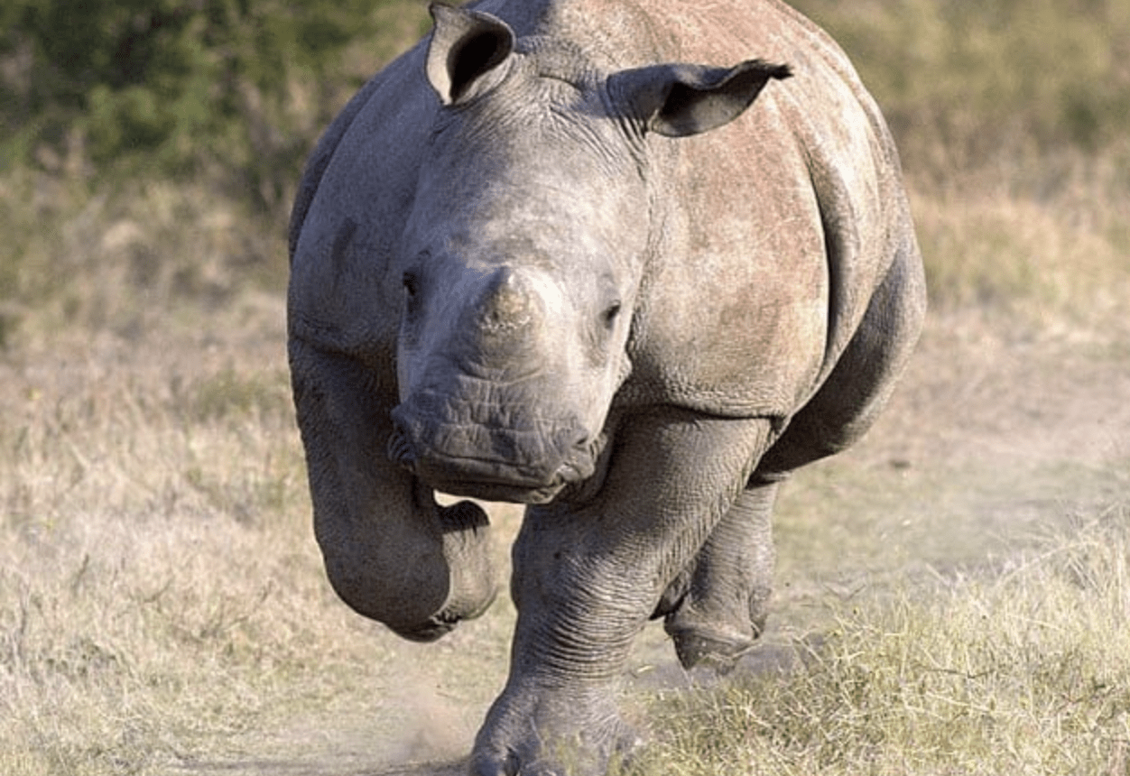 Wildlife Photographers Who Risked Their Lives For The Perfect Shot