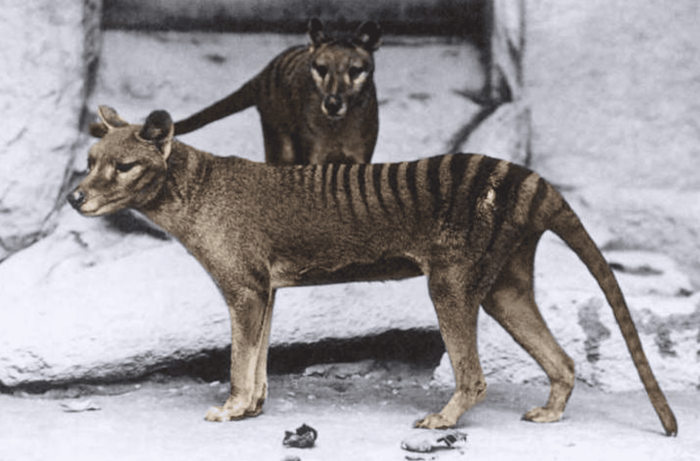 Facts About the Tasmanian Tiger &#038; The News That’s Changing Everything