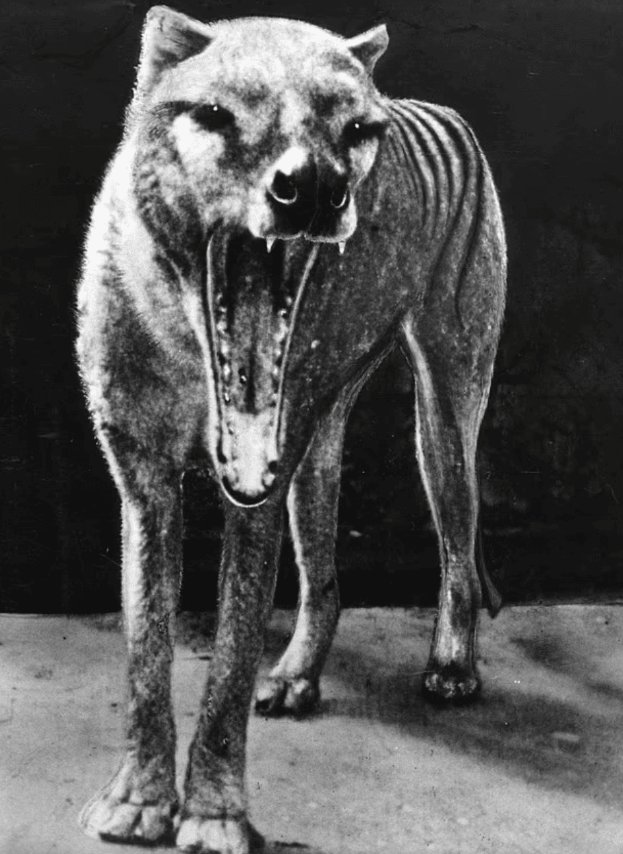 Facts About the Tasmanian Tiger &#038; The News That’s Changing Everything