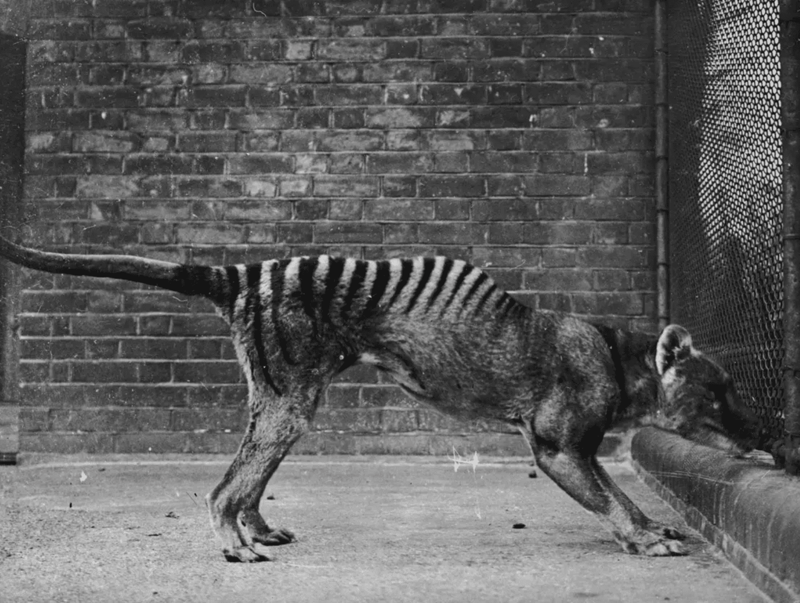 Facts About the Tasmanian Tiger &#038; The News That’s Changing Everything