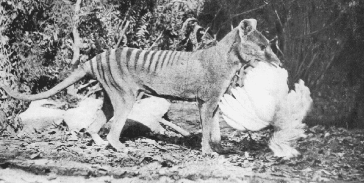 Facts About the Tasmanian Tiger &#038; The News That’s Changing Everything