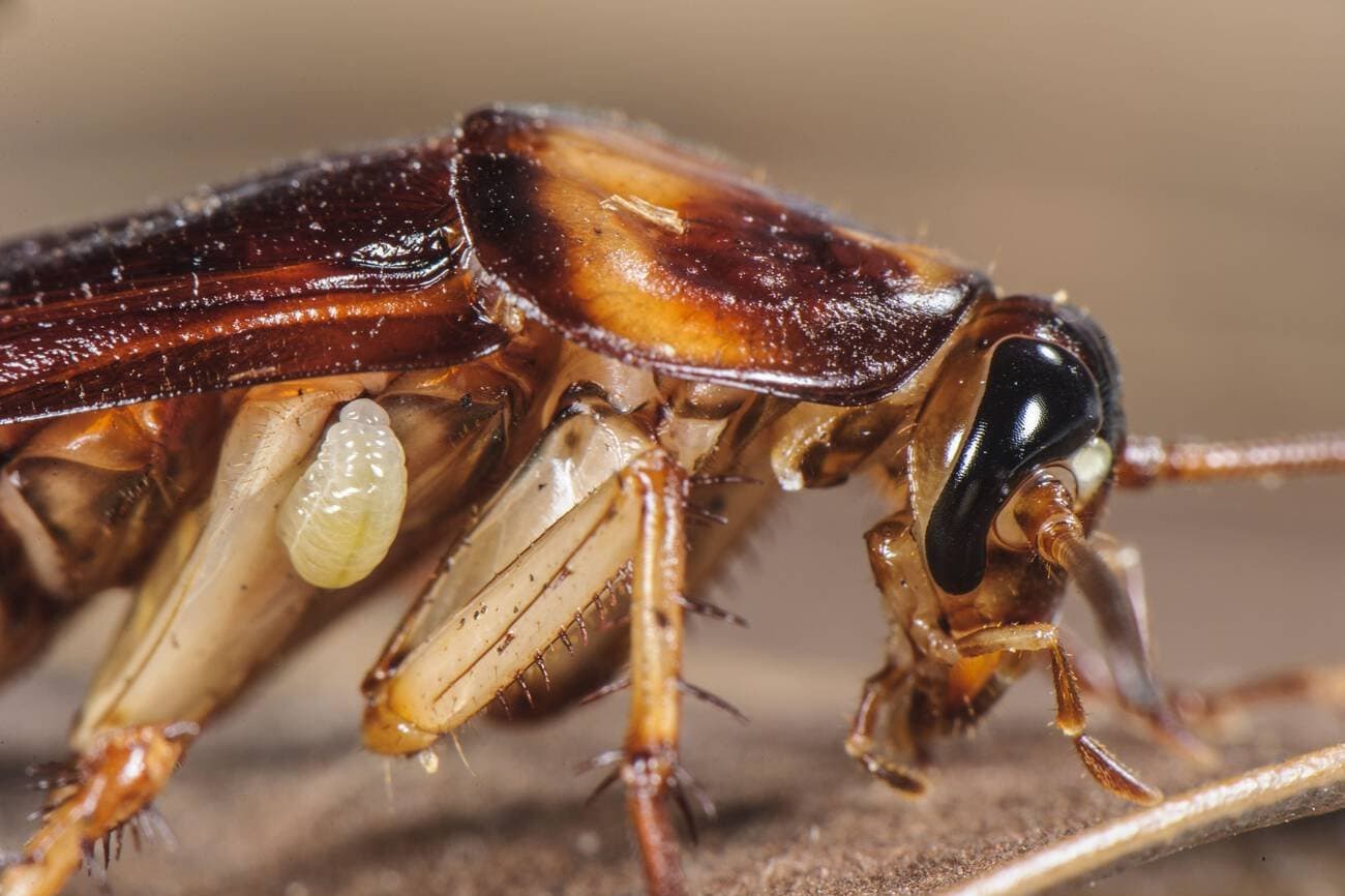 Cockroaches Are Now Immune to Insecticides, Making Them A Superbug