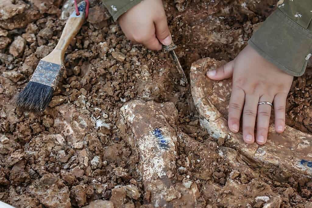 The Groundbreaking Discovery of a Tiny T-Rex in Utah