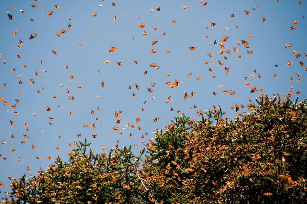 Monarch Patterns Are Changing &#8211; Here&#8217;s Why