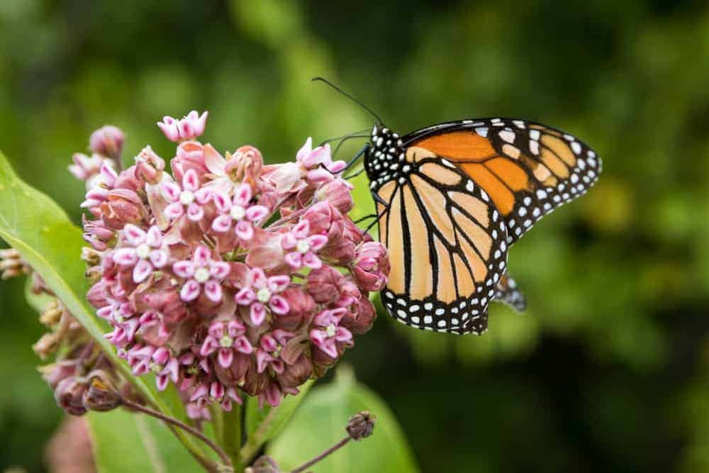 Monarch Patterns Are Changing &#8211; Here&#8217;s Why