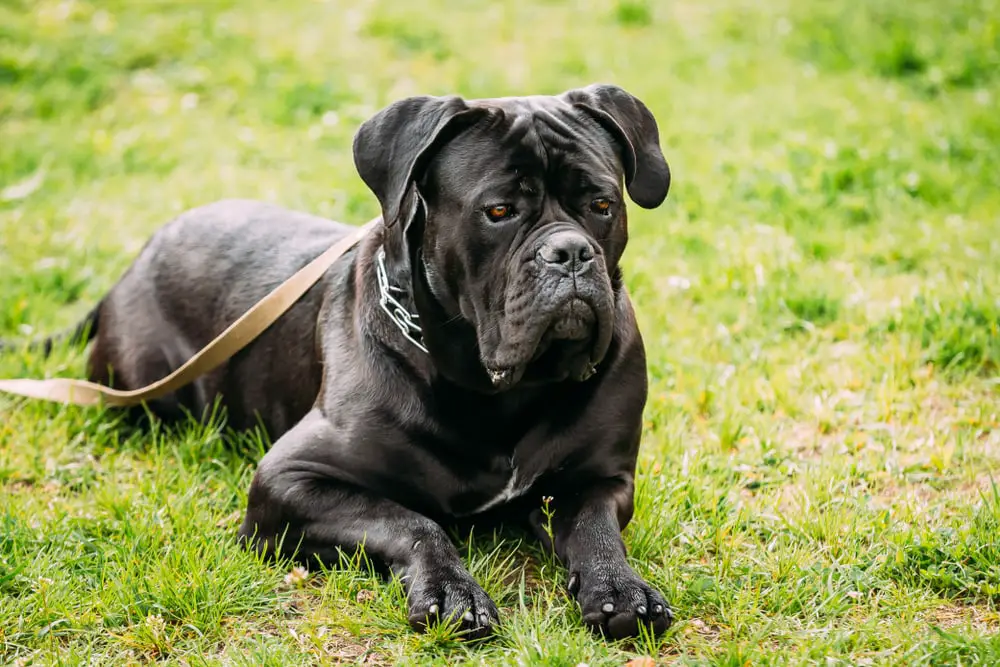 These Dog Breeds Have Evolved to be the Most Elite