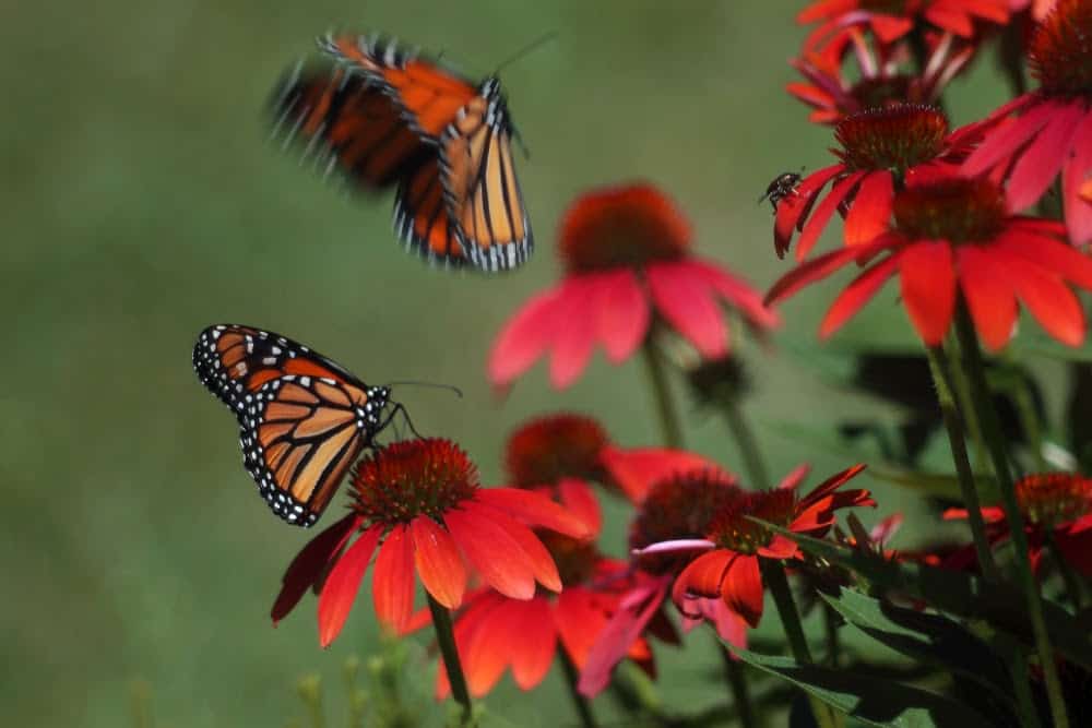 Monarch Patterns Are Changing &#8211; Here&#8217;s Why