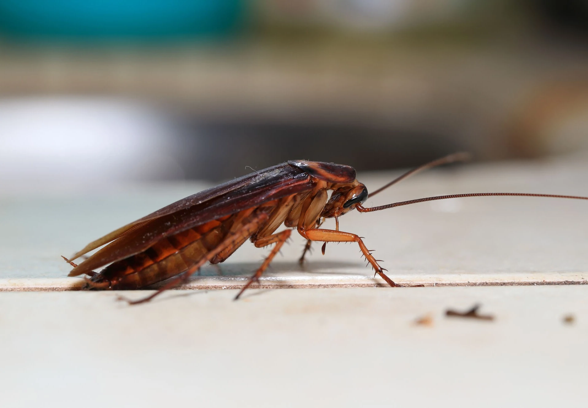 Cockroaches Are Now Immune to Insecticides, Making Them A Superbug