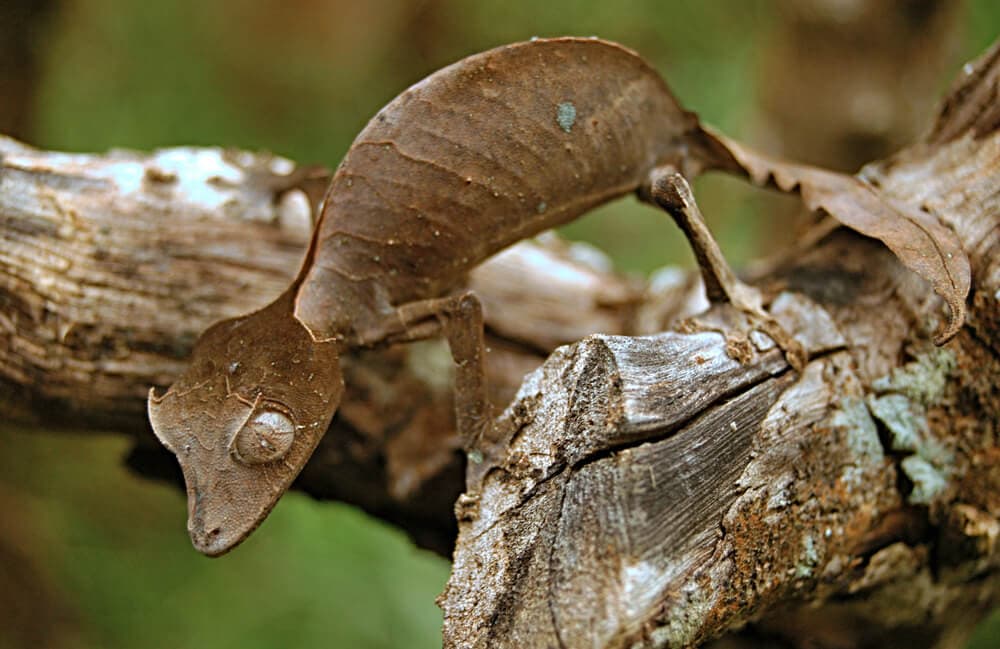 Some of these Majestic Animals Can Only be Found in Madagascar