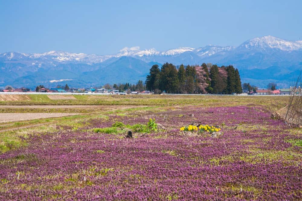 New Species Living in Fukushima, Japan&#8217;s Nuclear Accident Zone