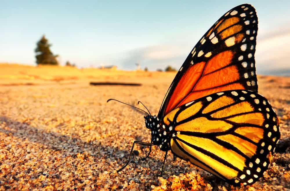 Monarch Patterns Are Changing &#8211; Here&#8217;s Why