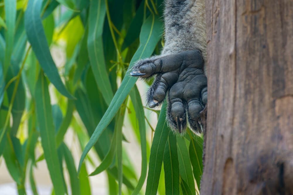 Times Koalas Were Anything But Cute