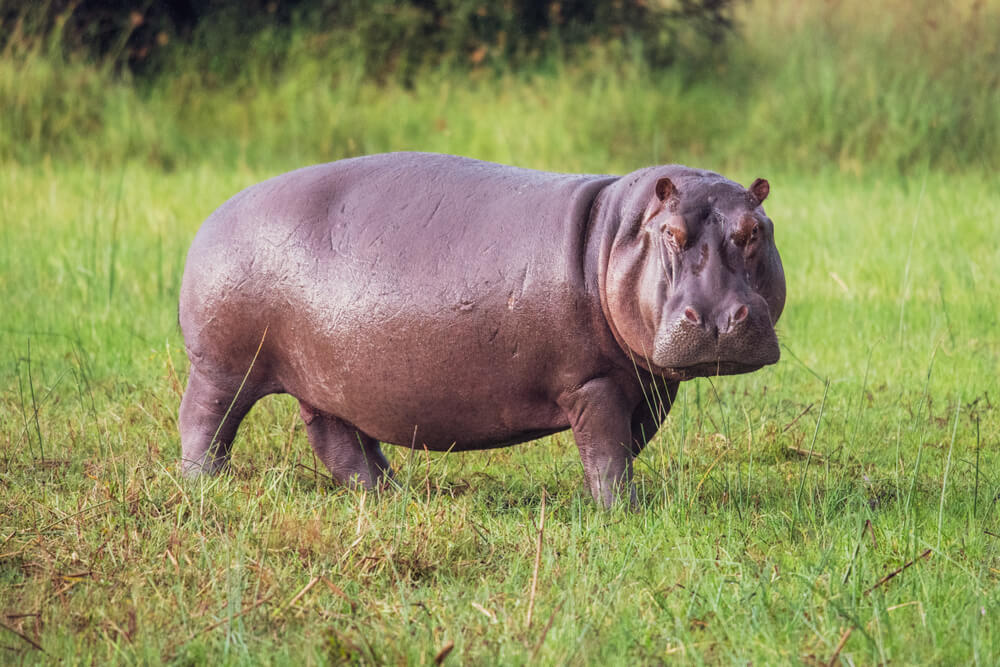 The Fastest Animals on the Planet Today