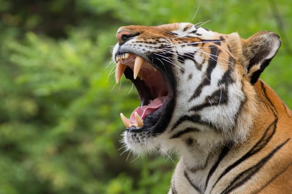 The Science Behind Why Yawning Is &#8216;Contagious&#8217;