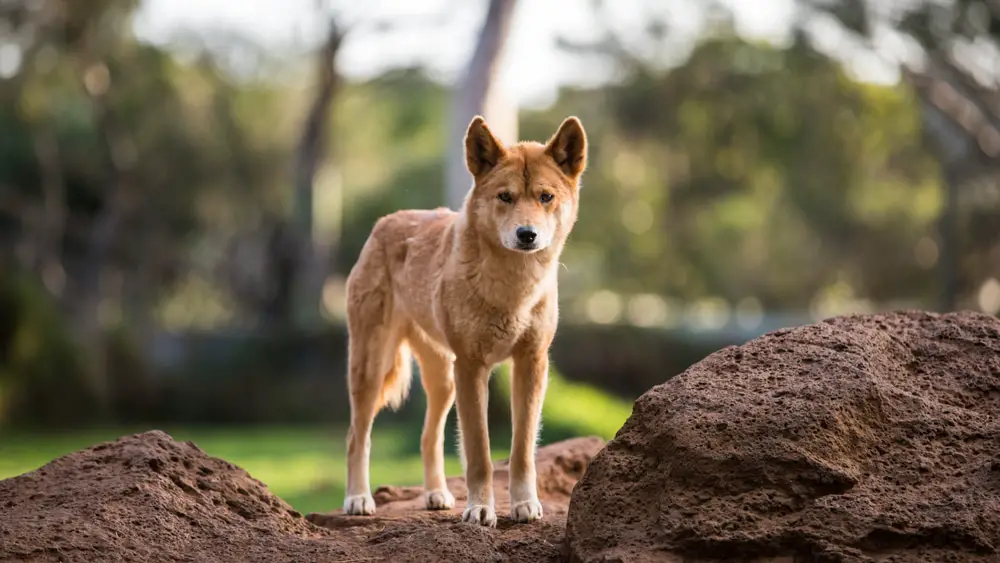 These Animals Are Much More Dangerous Than You Thought