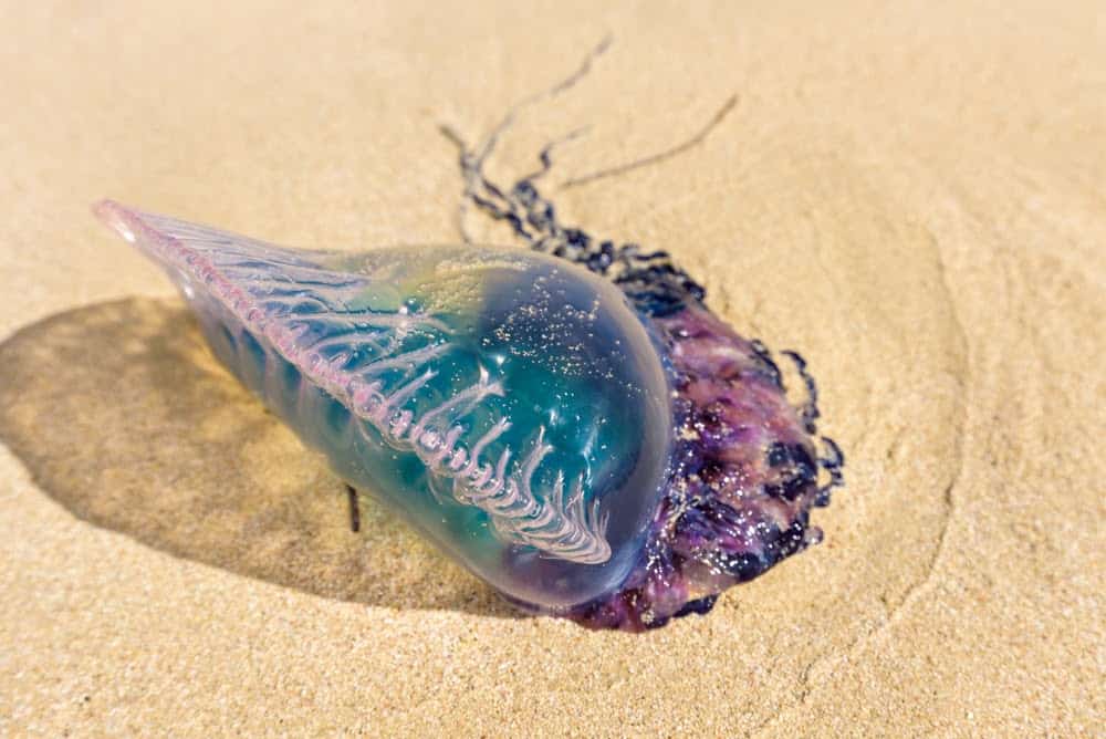 Jellyfish Snot Can Sting a Human Without Even Touching Skin