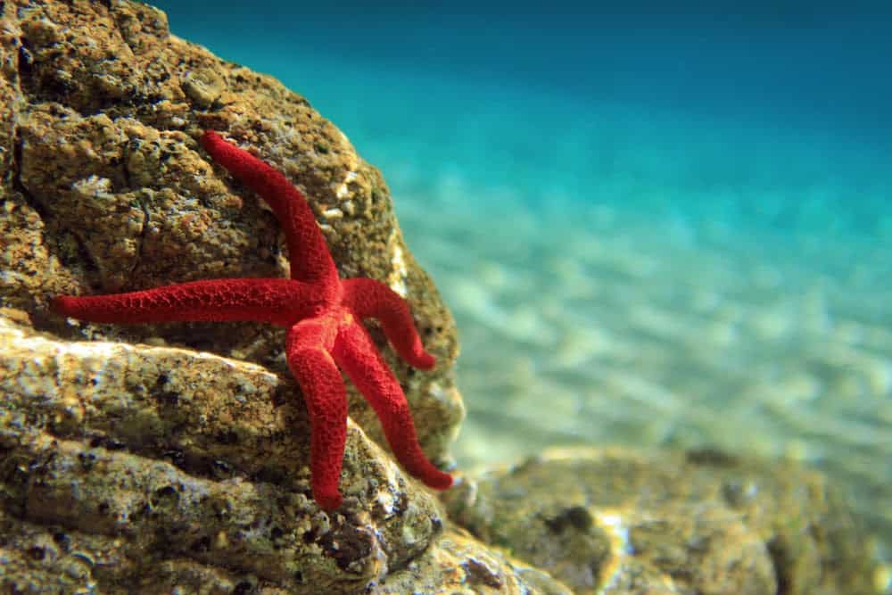 29 Sea Creatures with Superpower-Like Abilities