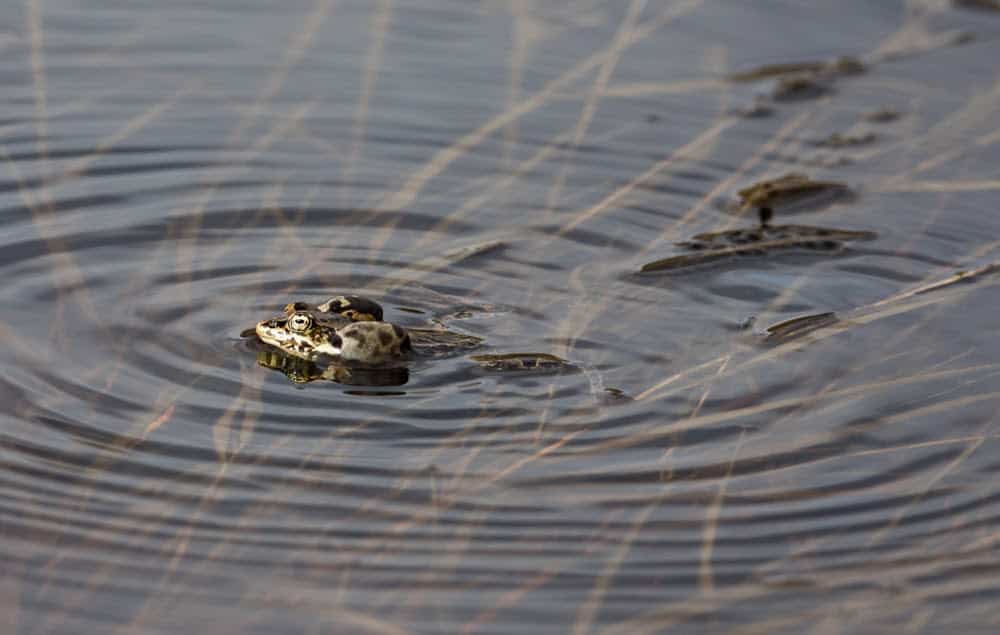 Wildlife in Alaska Puts the Continental US to Shame