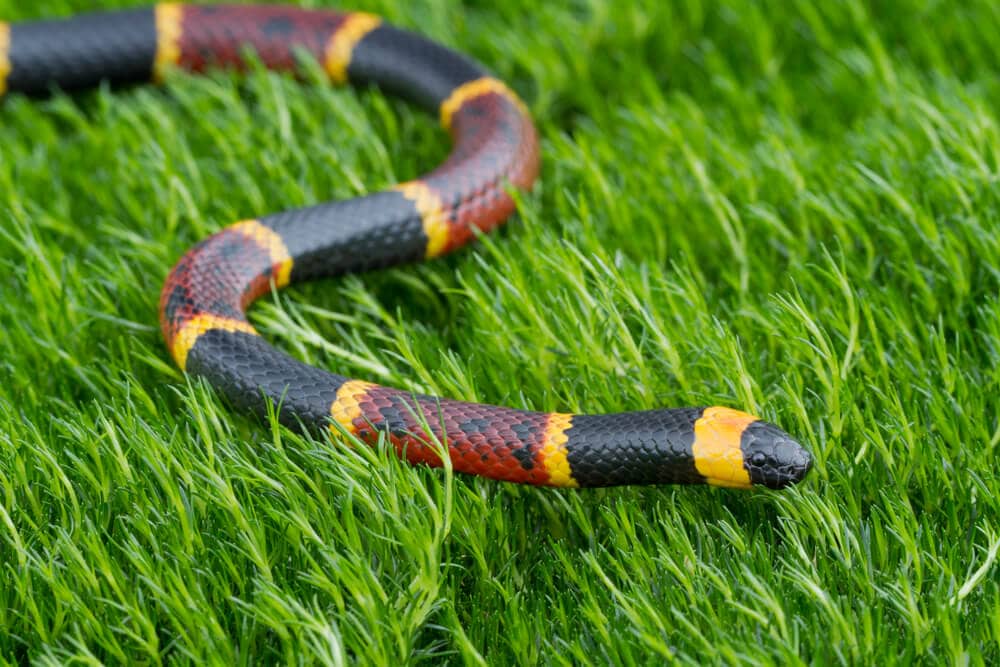 The Most Venomous Snakes On Planet Earth Today