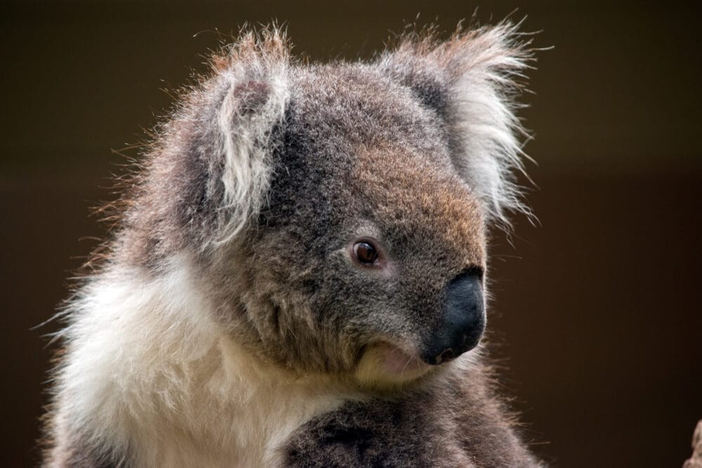 Times Koalas Were Anything But Cute