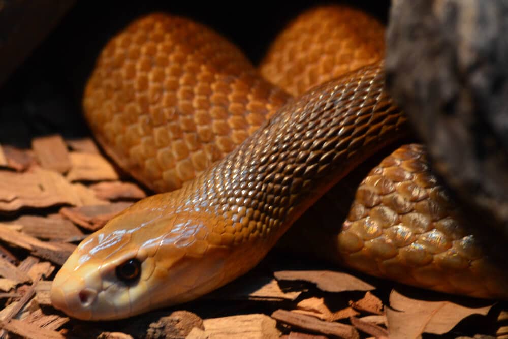 The Most Venomous Snakes On Planet Earth Today