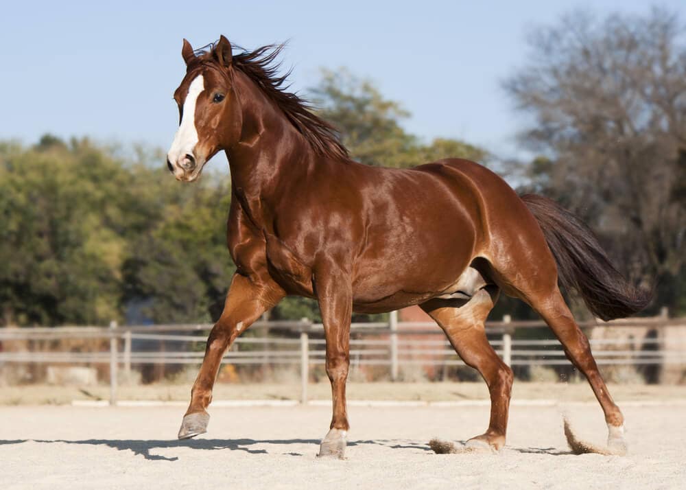 The Fastest Animals on the Planet Today