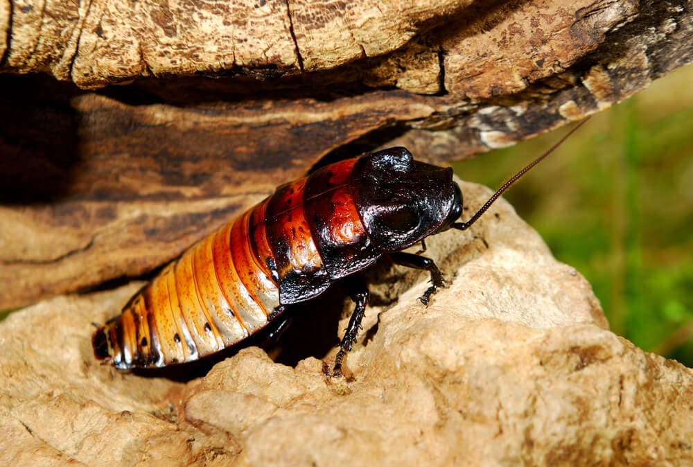 Some of these Majestic Animals Can Only be Found in Madagascar