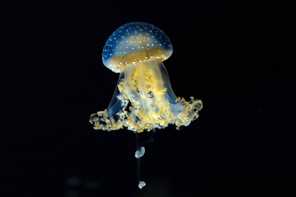 Jellyfish Snot Can Sting a Human Without Even Touching Skin