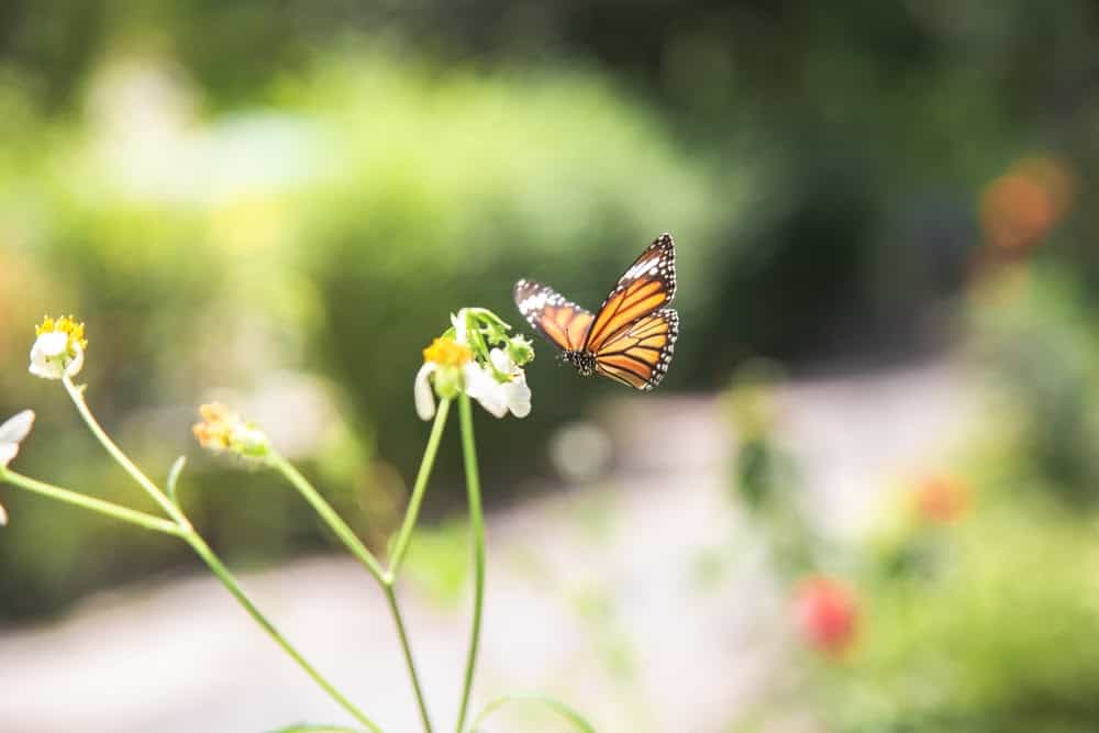 Monarch Patterns Are Changing &#8211; Here&#8217;s Why