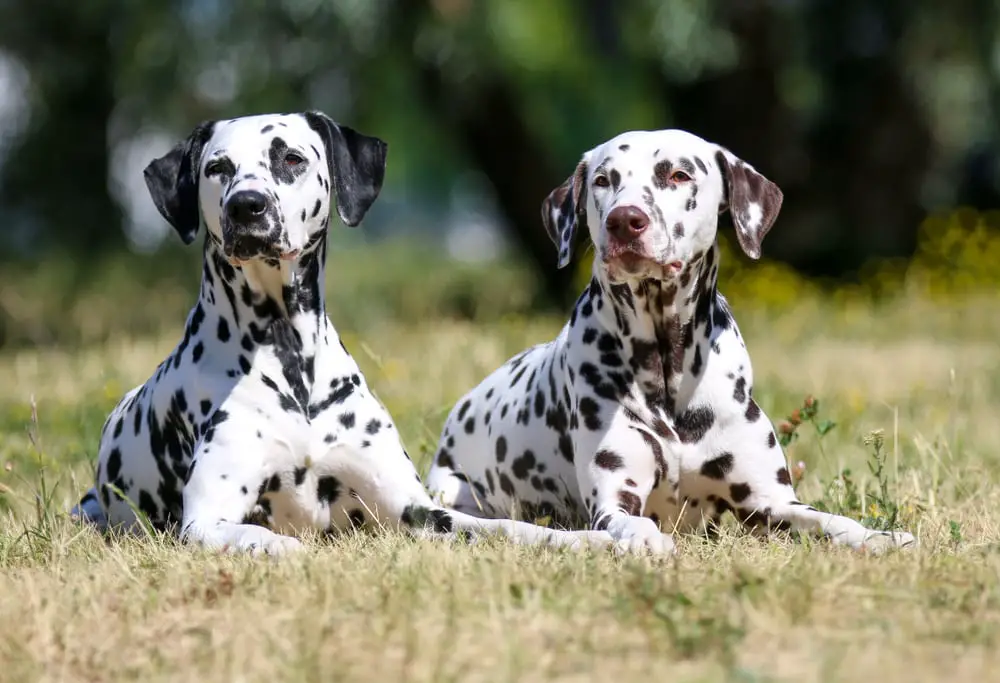 These Dog Breeds Have Evolved to be the Most Elite