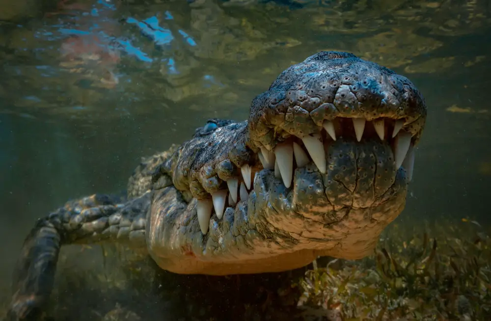 Why Saltwater Crocodiles Are The Scariest Reptile Alive