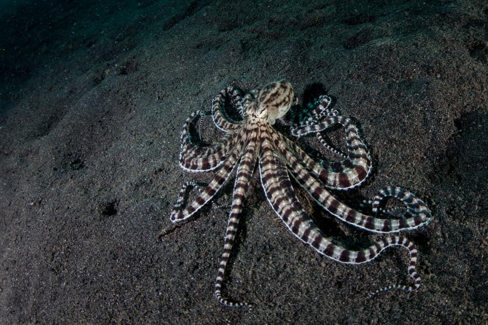 29 Sea Creatures with Superpower-Like Abilities