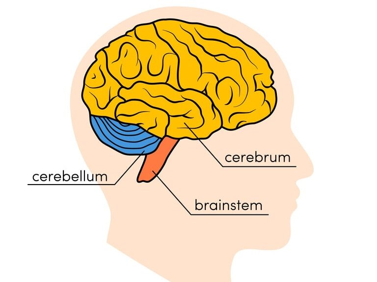 The Human Brain Explained So A 5 Year Old Could Understand