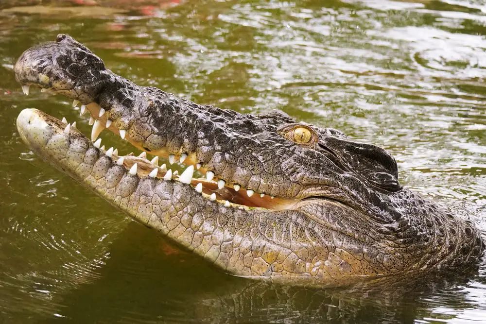 Why Saltwater Crocodiles Are The Scariest Reptile Alive