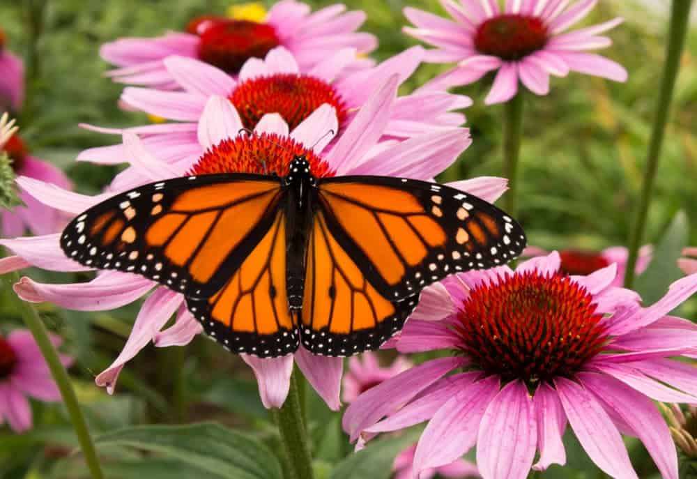 Monarch Patterns Are Changing &#8211; Here&#8217;s Why