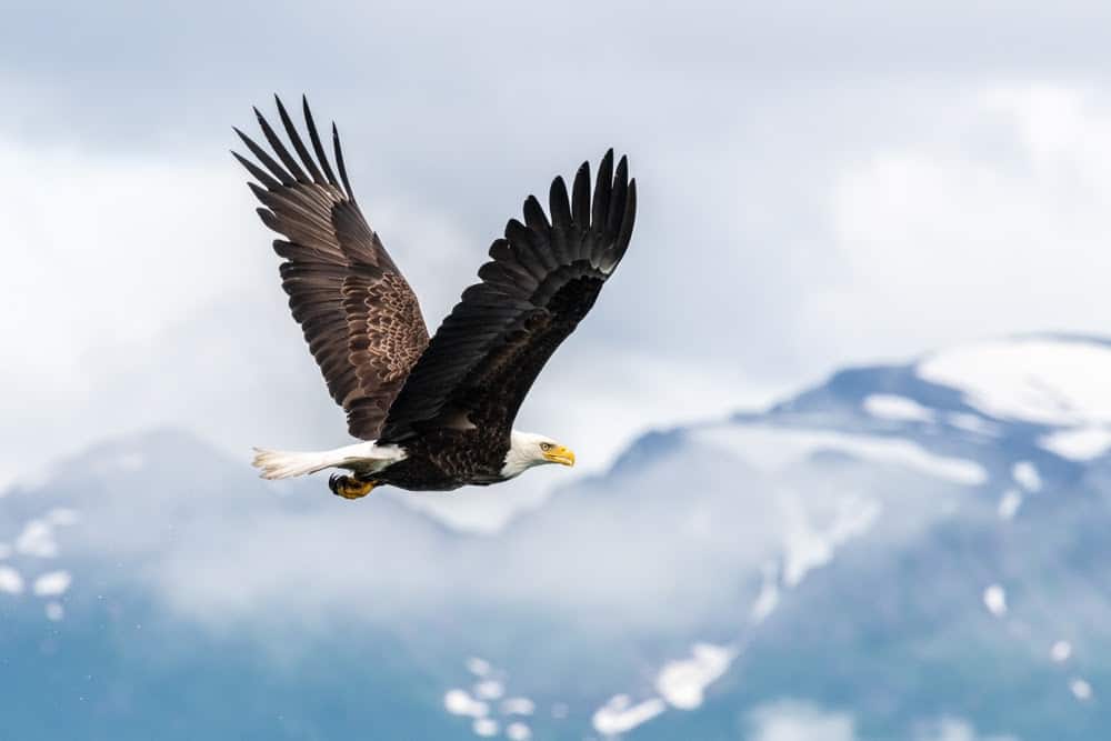 Wildlife in Alaska Puts the Continental US to Shame