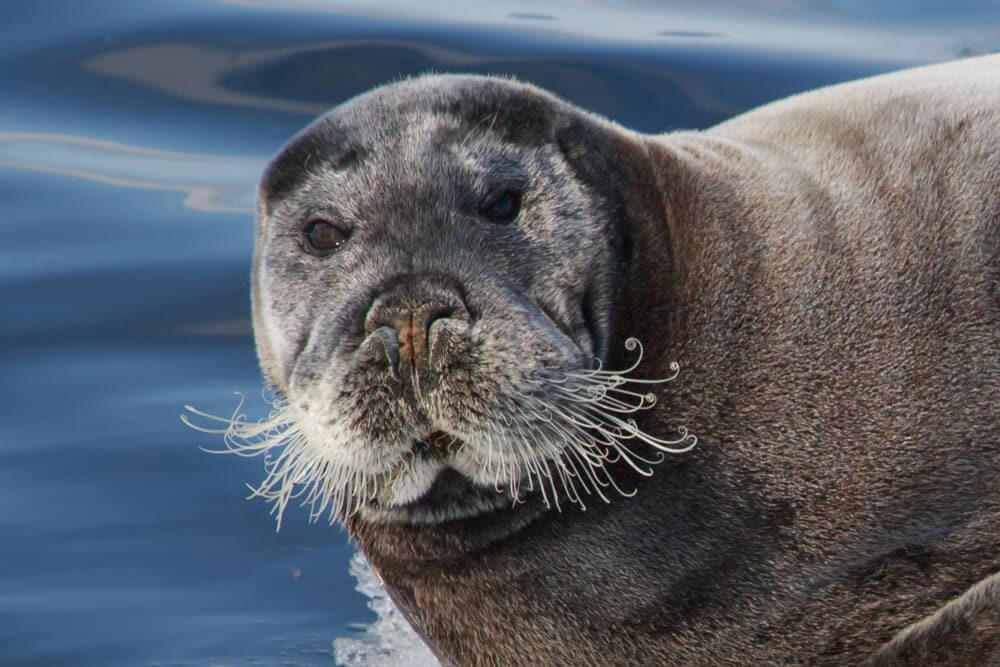 Wildlife in Alaska Puts the Continental US to Shame