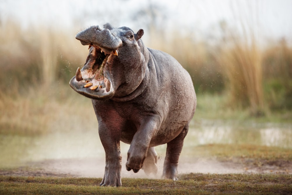 The Most Dangerous Animals In The World and Where They Like To Lurk