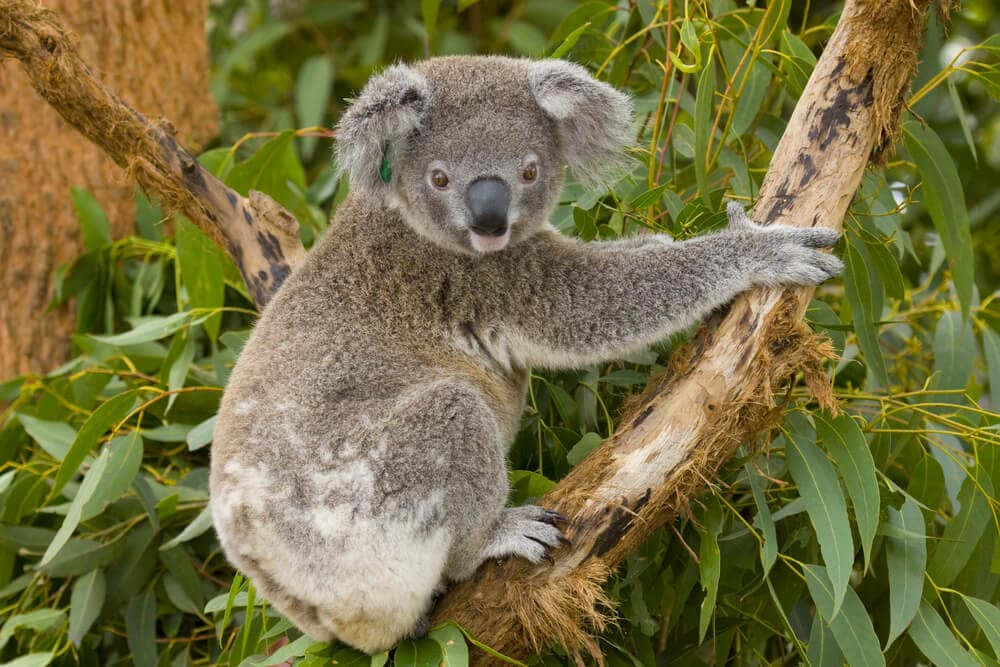 Times Koalas Were Anything But Cute