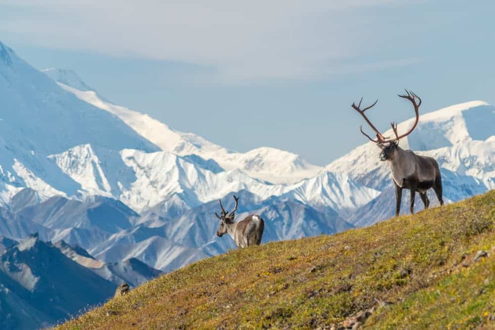 Wildlife in Alaska Puts the Continental US to Shame