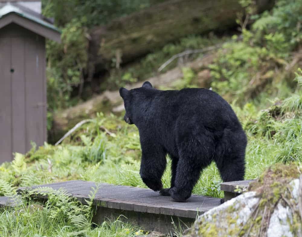 Wildlife in Alaska Puts the Continental US to Shame