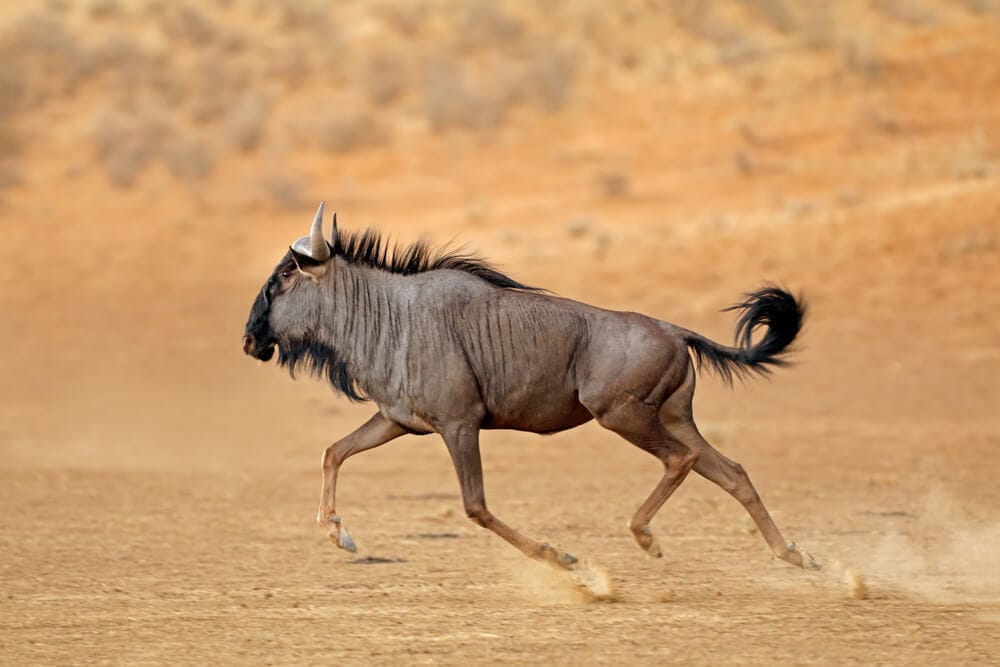 The Fastest Animals on the Planet Today