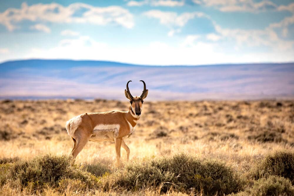 The Fastest Animals on the Planet Today