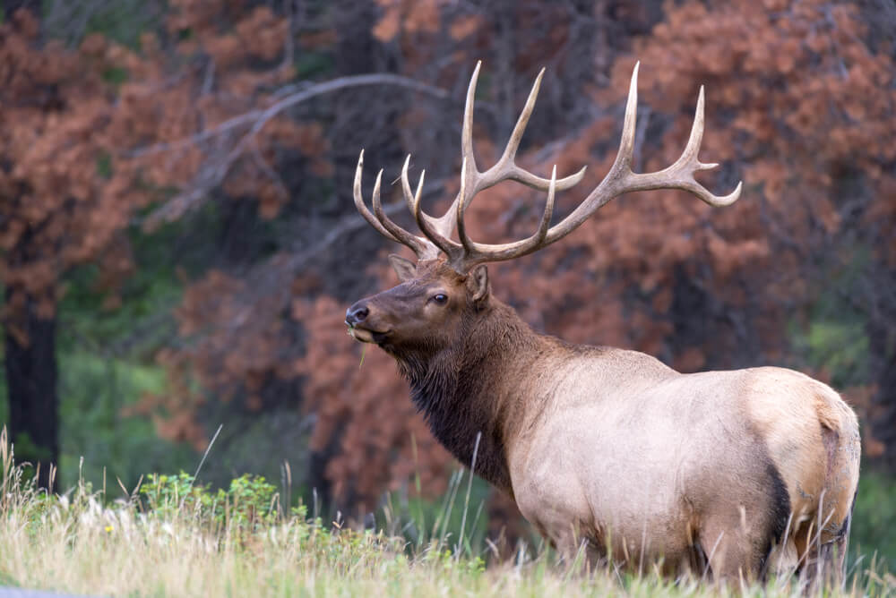 The Fastest Animals on the Planet Today