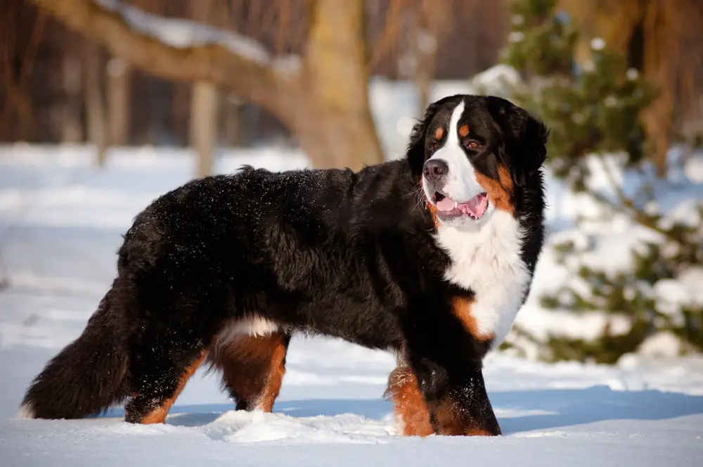 These Dog Breeds Have Evolved to be the Most Elite