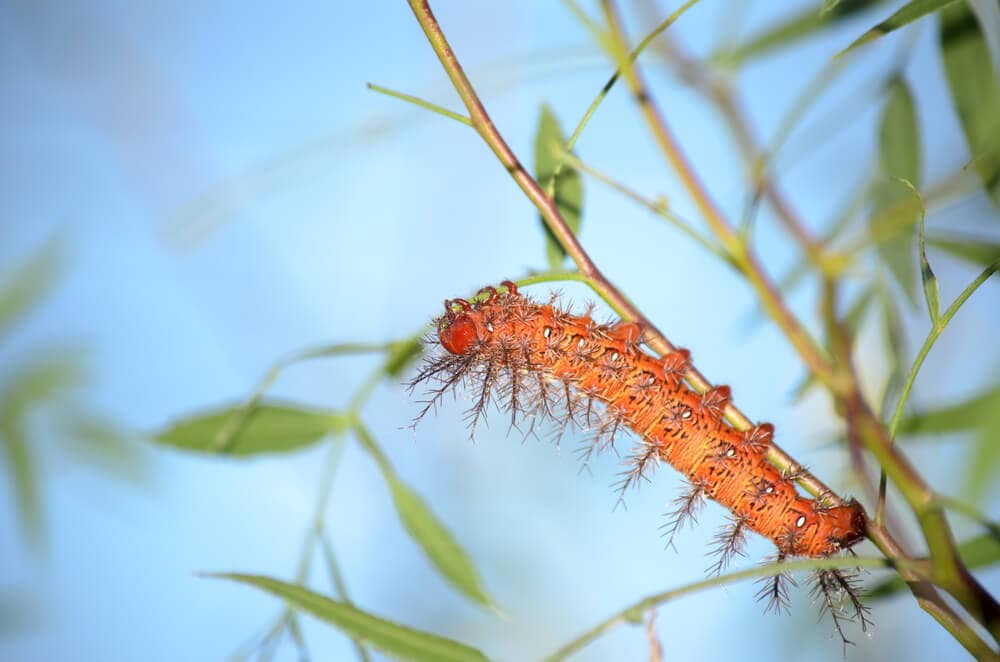 The World&#8217;s Creepiest Insects That Will Make Anybody&#8217;s Skin Crawl